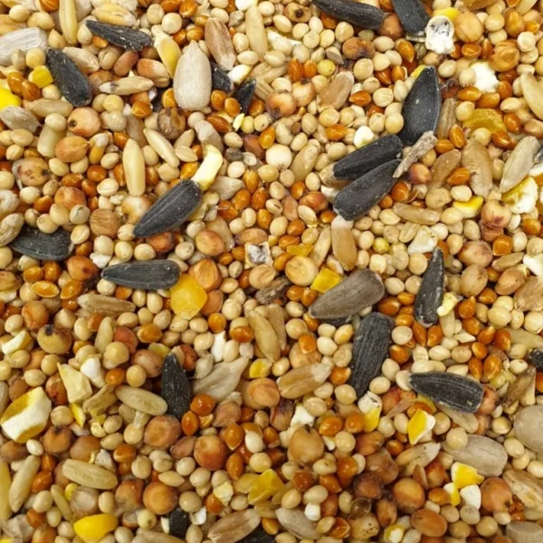 Bird Food, Bird feeding Sunflower Seeds