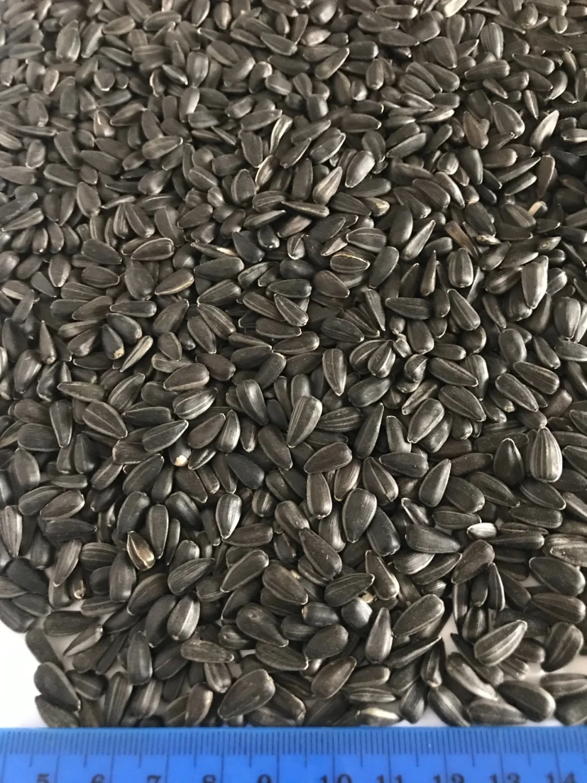 Striped Sunflower Seeds Dakota 20/64