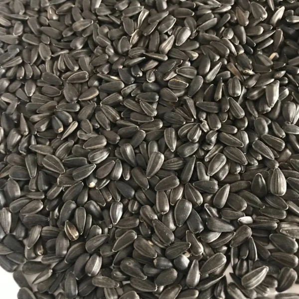 Striped Sunflower Seeds Dakota 20/64