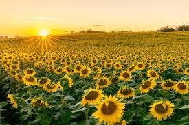 sunflower field